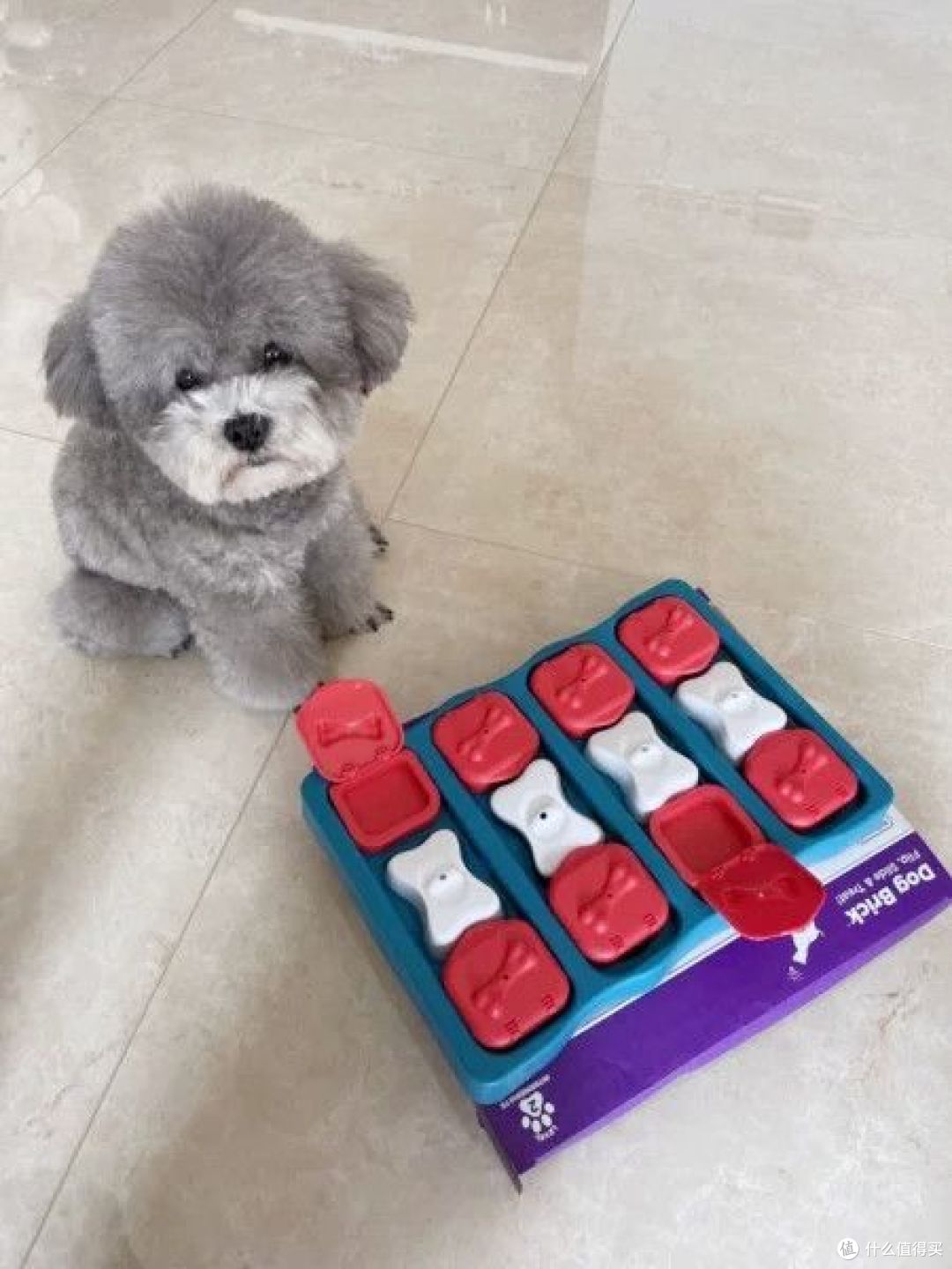 有哪些耐吃的狗零食推荐?
