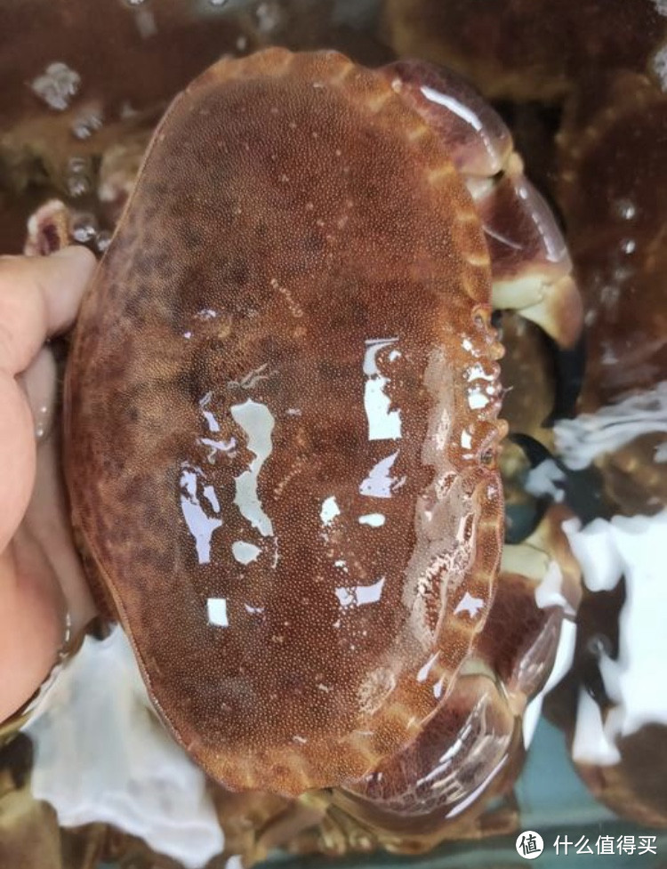 一蟹上桌,全盘皆活" - 面包蟹美味可口,是餐桌上的美味佳肴!