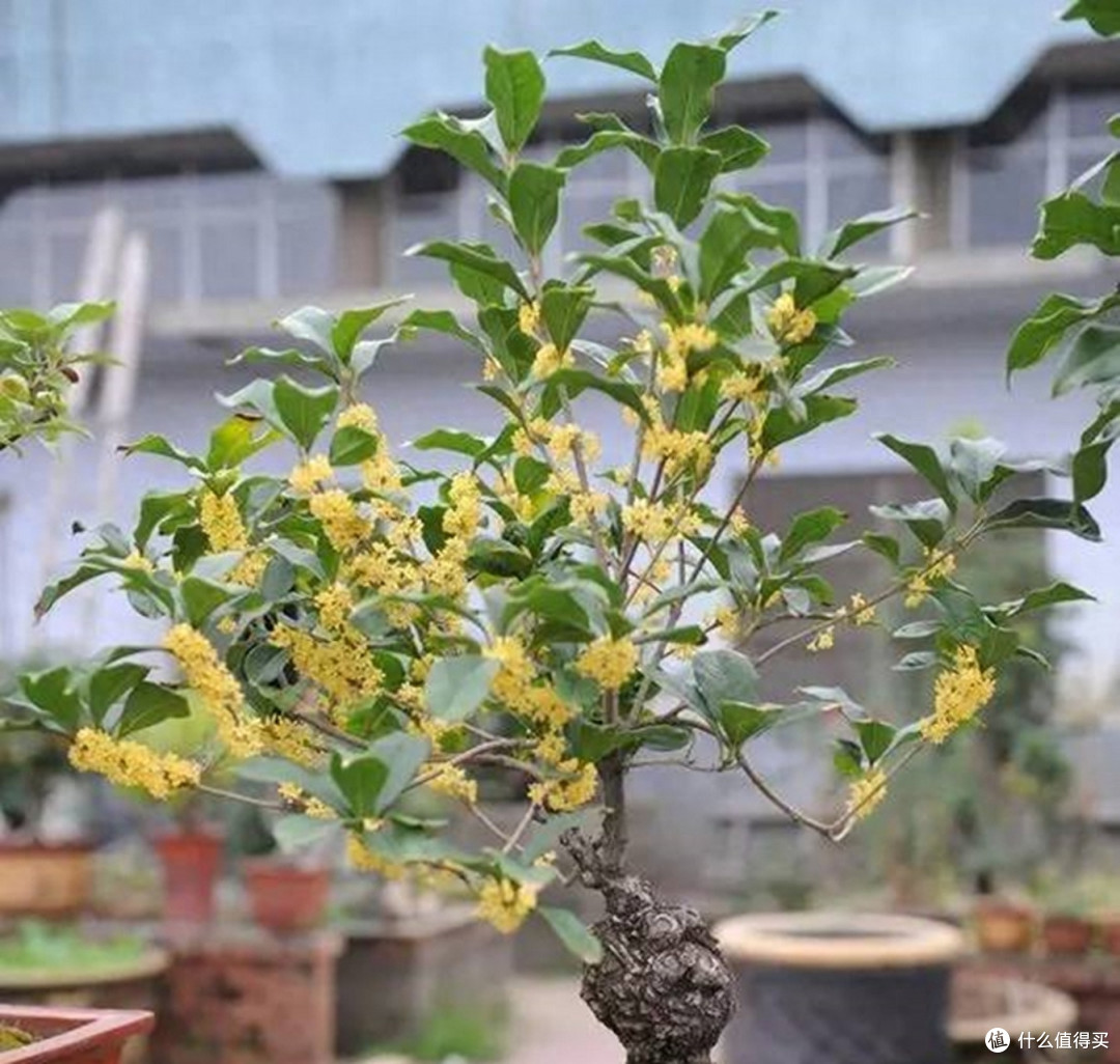 阳台养桂花，有“3怕”要避开，花多、味香、枝叶繁茂