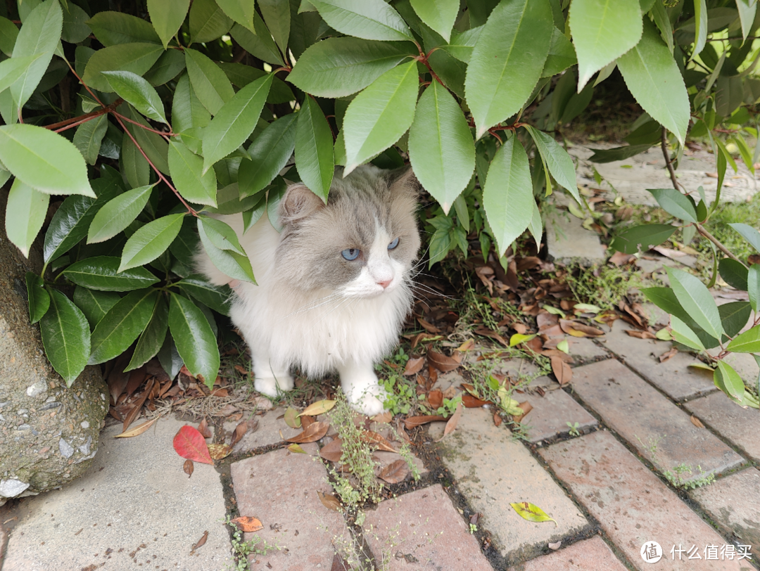 喵！喵！MEOW！来做一次猫咪主题的装机，七彩虹x鑫谷 MEOW系列硬件装机分享