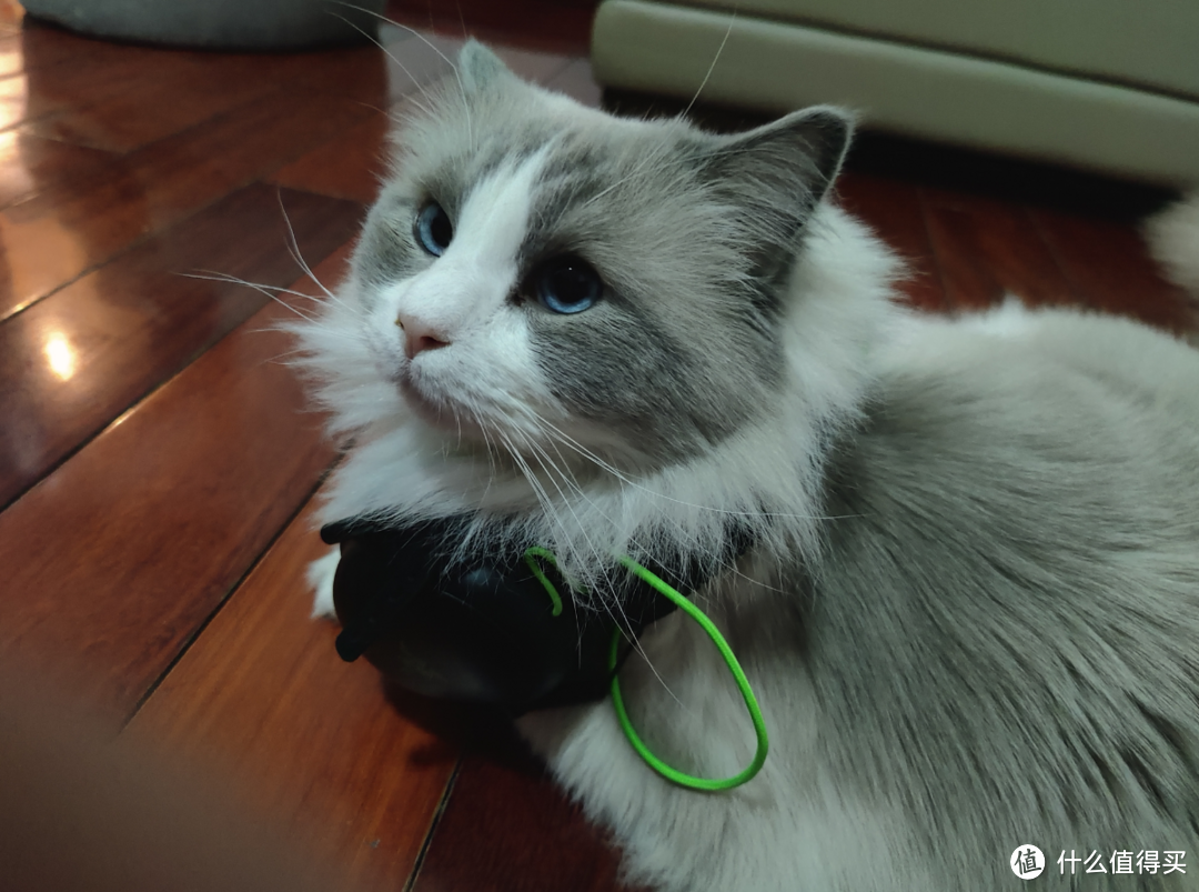 喵！喵！MEOW！来做一次猫咪主题的装机，七彩虹x鑫谷 MEOW系列硬件装机分享