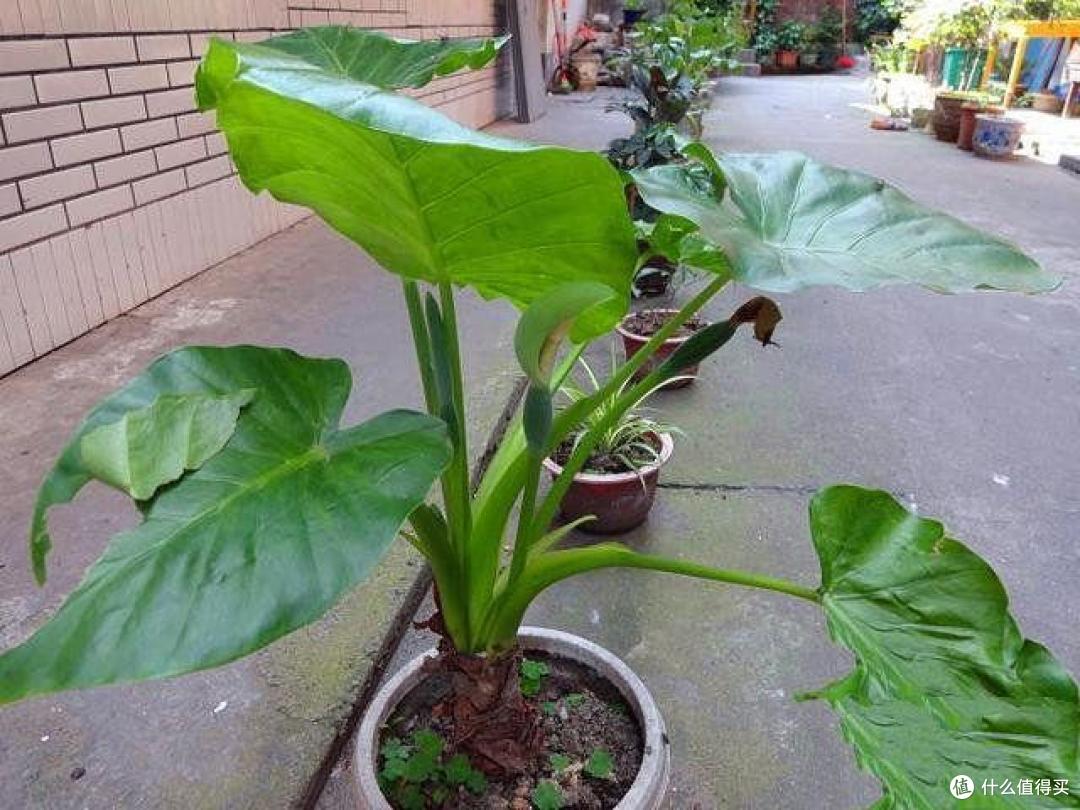 6种带“毒”的花，越漂亮毒性越大，家里养的时候得小心点