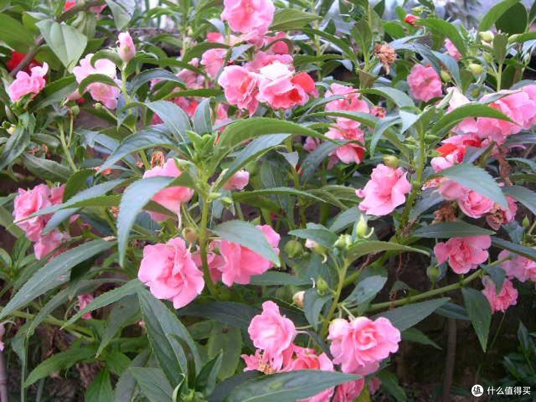 6种带“毒”的花，越漂亮毒性越大，家里养的时候得小心点