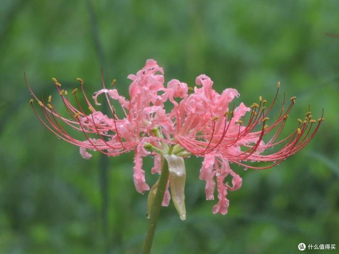 6种带“毒”的花，越漂亮毒性越大，家里养的时候得小心点