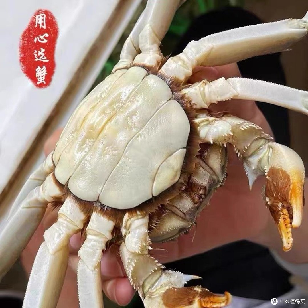选购大闸蟹的秘密武器:让你成为品蟹专家