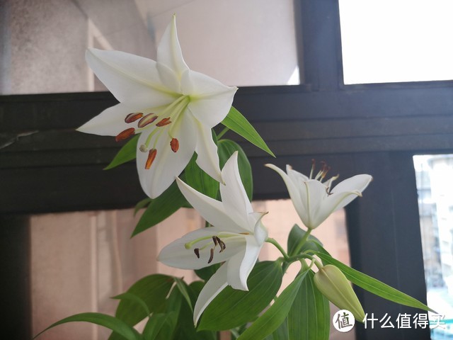 6种“球根花”,又香又高贵,“贱养”死不了,种一次“爆一窝”