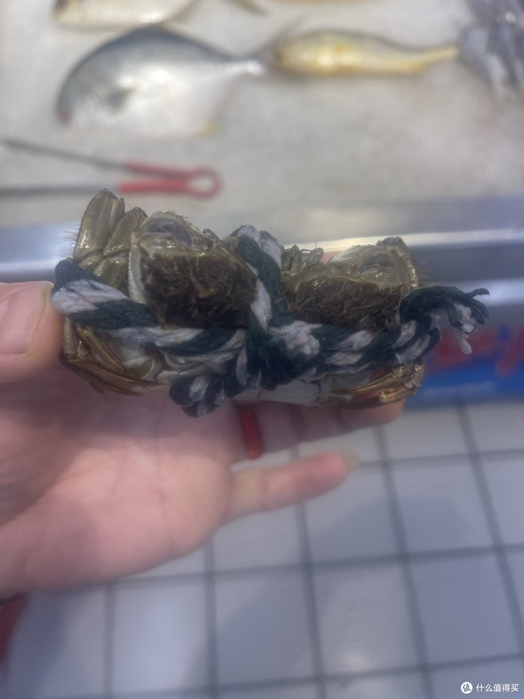 大闸蟹也到了可以吃的时候了……