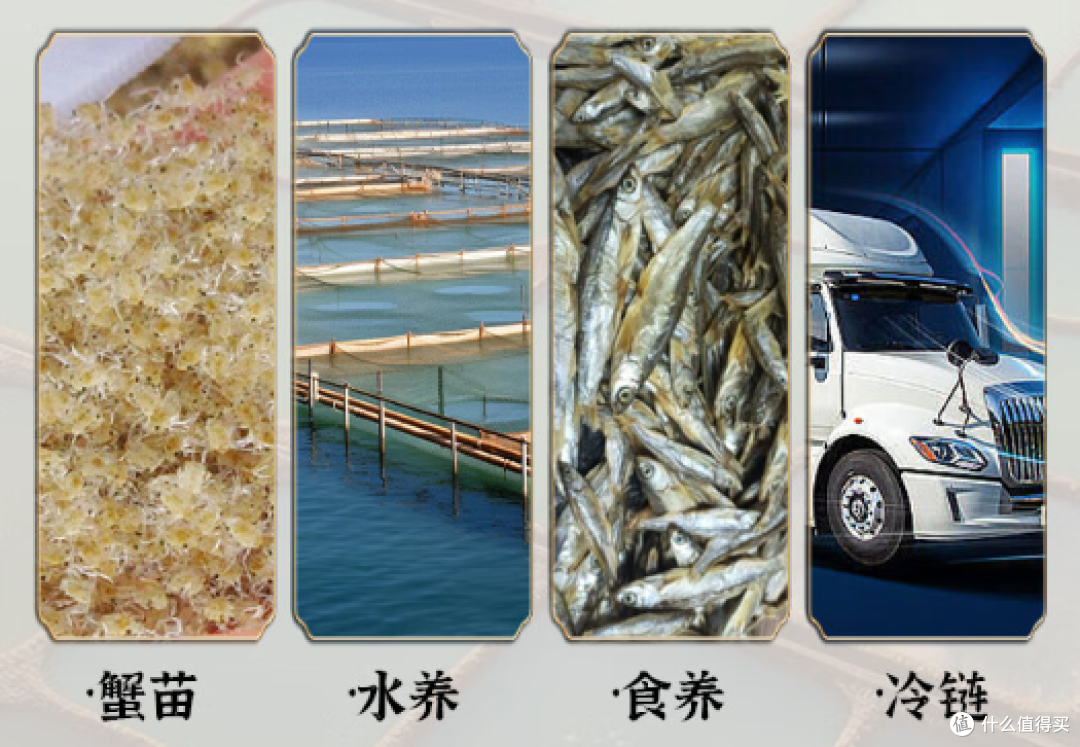 金秋九月,畅享固城湖大闸蟹的美味滋味