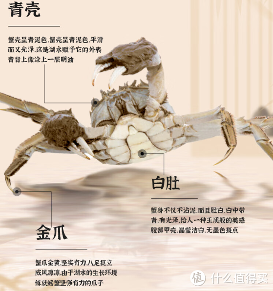 金秋九月,畅享固城湖大闸蟹的美味滋味