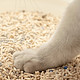 求助专区谁能来告诉我，该选什么样的猫砂？