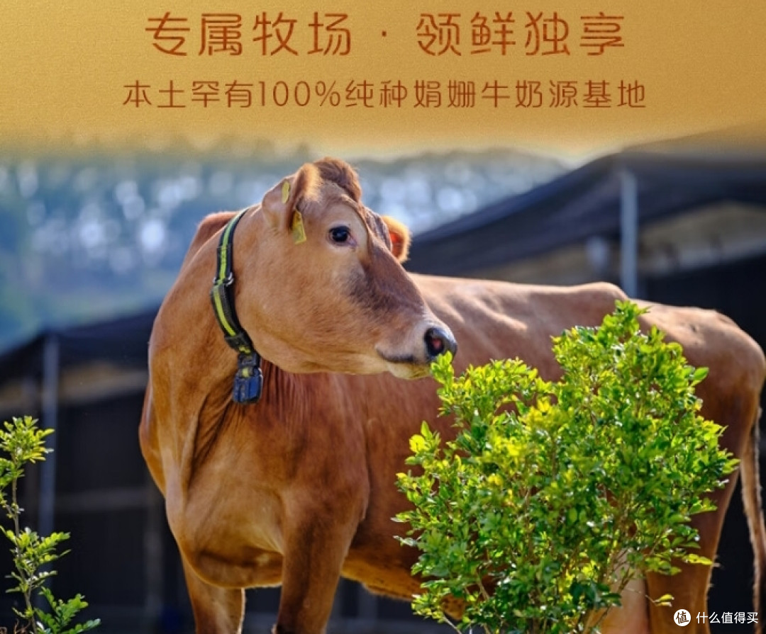 今天跟大家分享一下娟姗牛奶