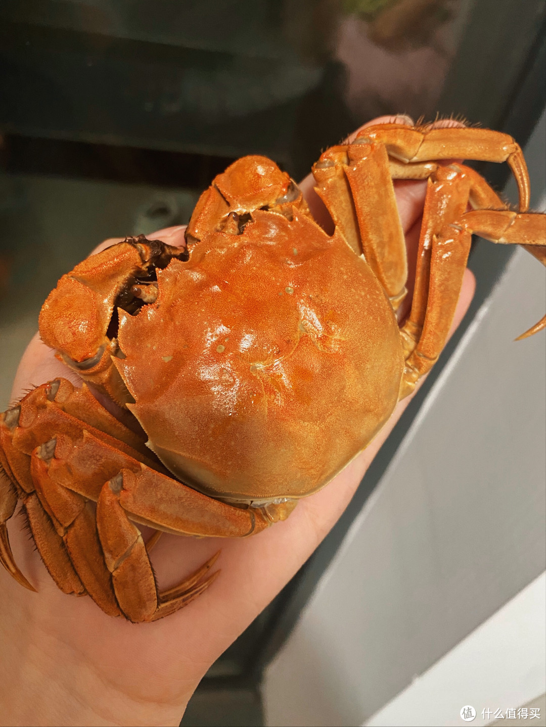 🦀【夏日美味，阳澄湖大闸蟹登场！】🦀