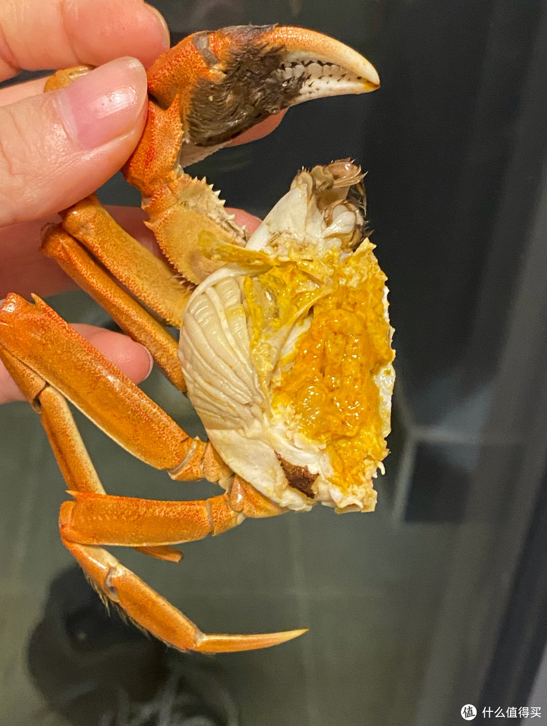 🦀【夏日美味，阳澄湖大闸蟹登场！】🦀