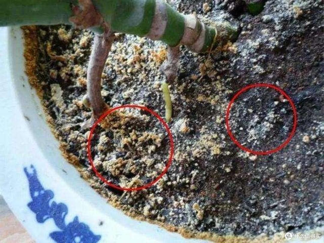 花盆里长出6种“小东西”,1分钟不要多等,及时断水、换盆、换土