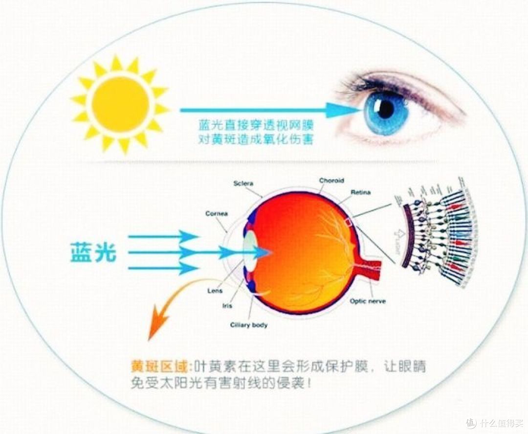 黄斑素护眼原理