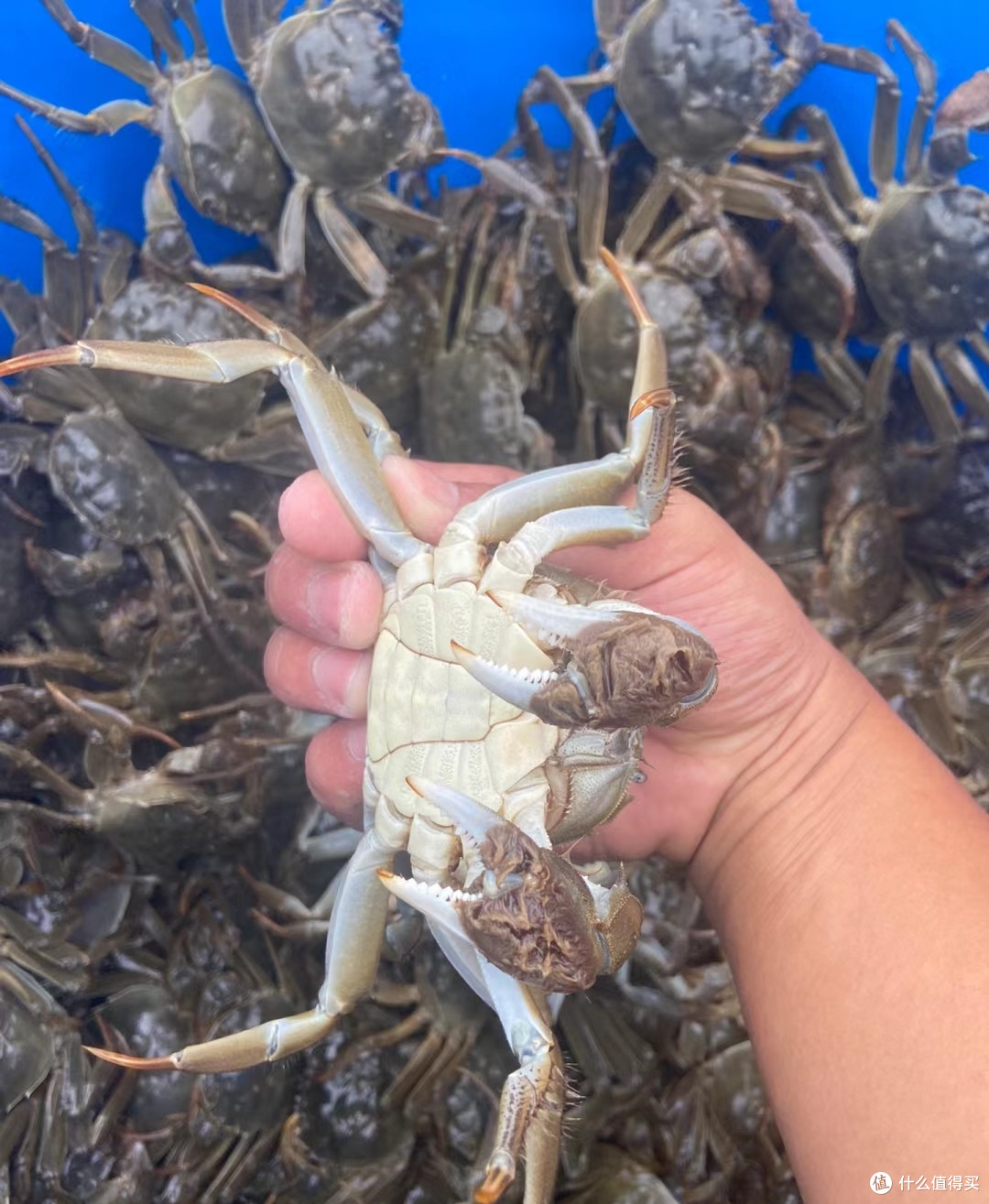 大闸蟹公的好,还是母的好?