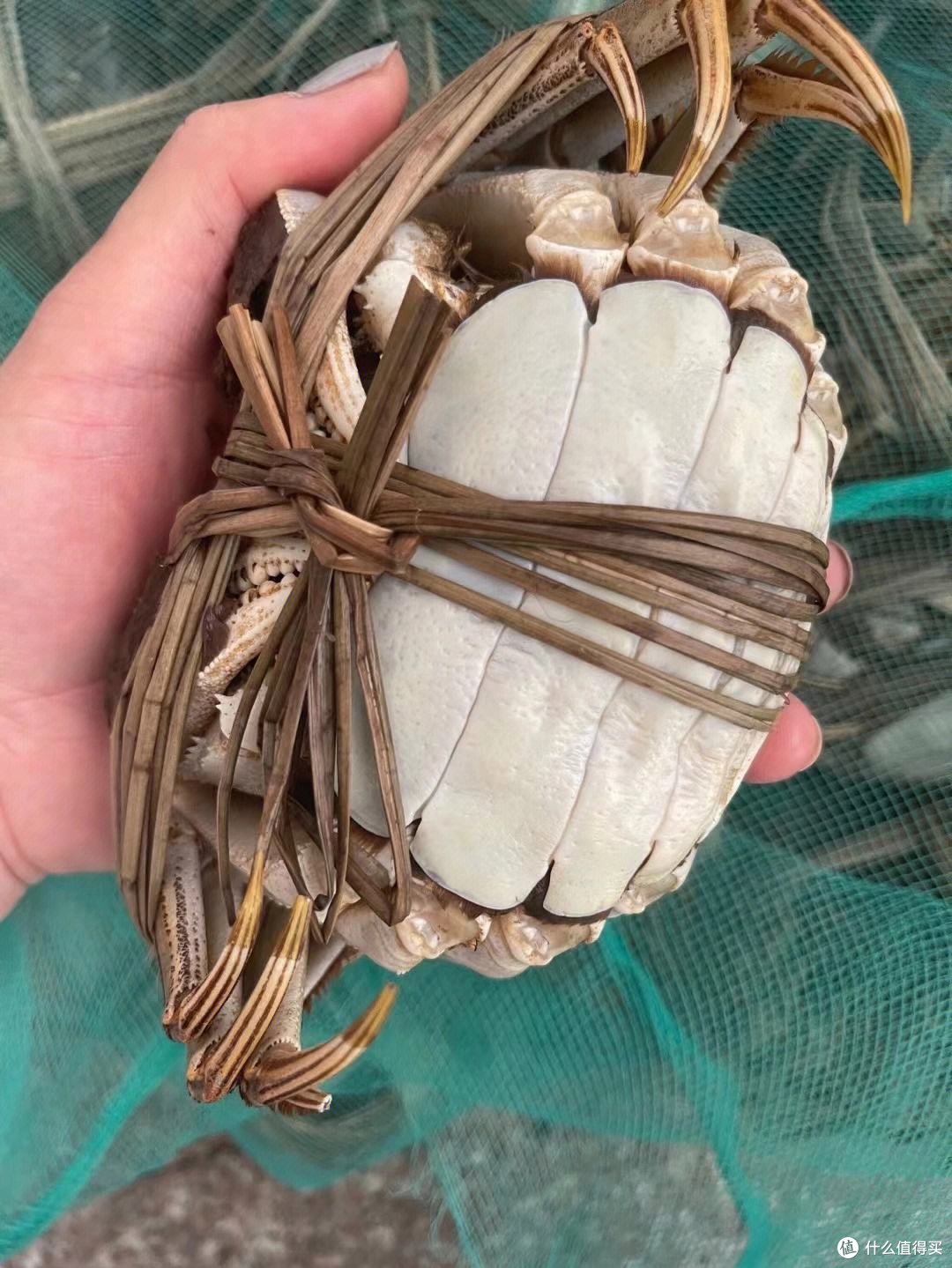 国内值得回票的大闸蟹品牌