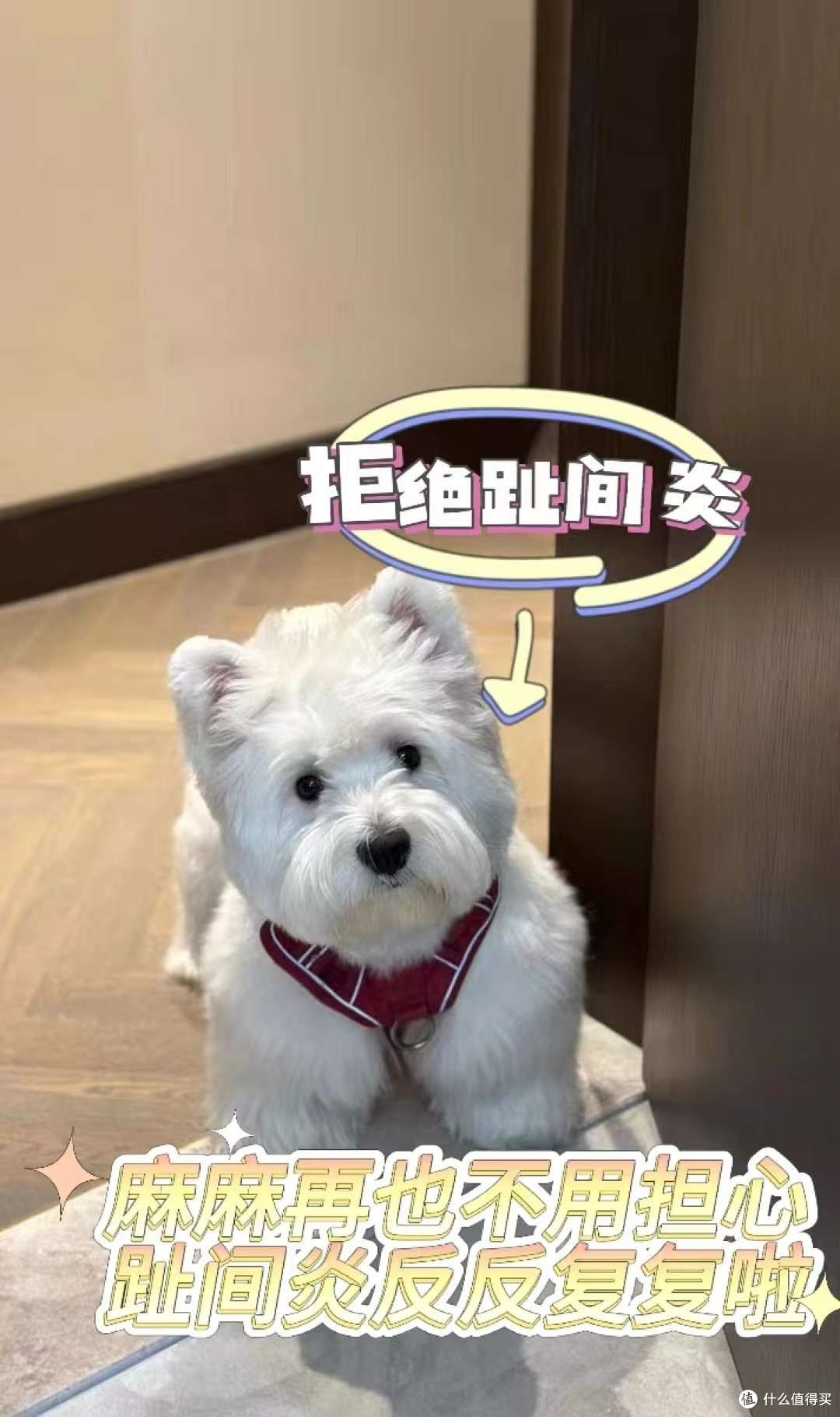 趾间炎悄然袭来!狗狗脚趾发炎怎么办?