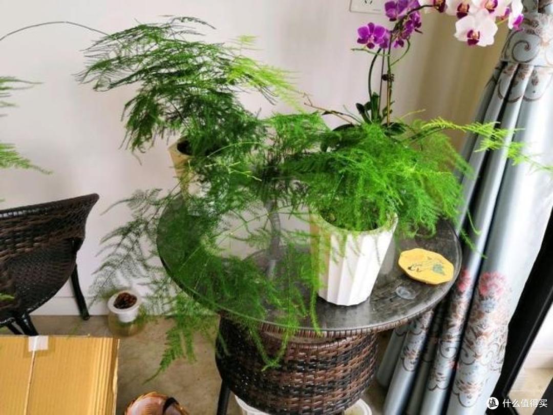 怕水的“11种花”,不能被雨淋,浇水时也要小心,尽量管住手
