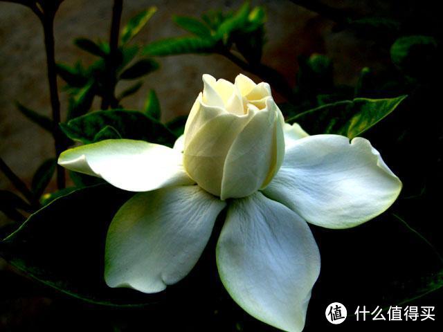 6种花，是大自然里的“寿星”，养成老桩价值大，越老“越值钱”