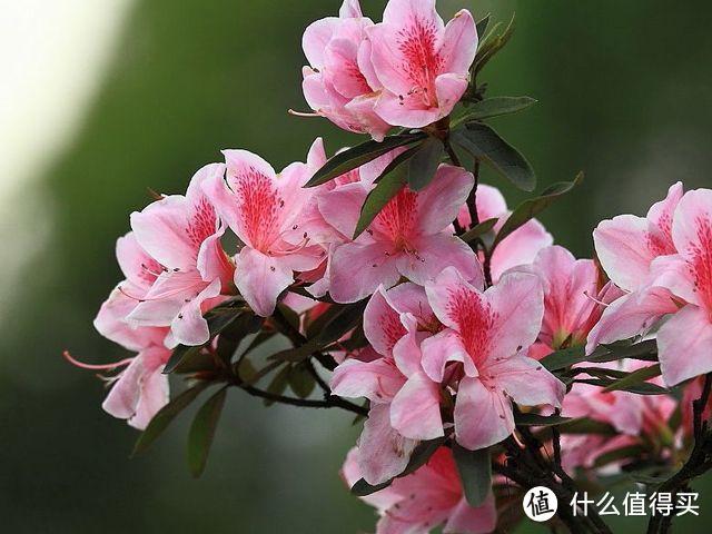 6种花，是大自然里的“寿星”，养成老桩价值大，越老“越值钱”