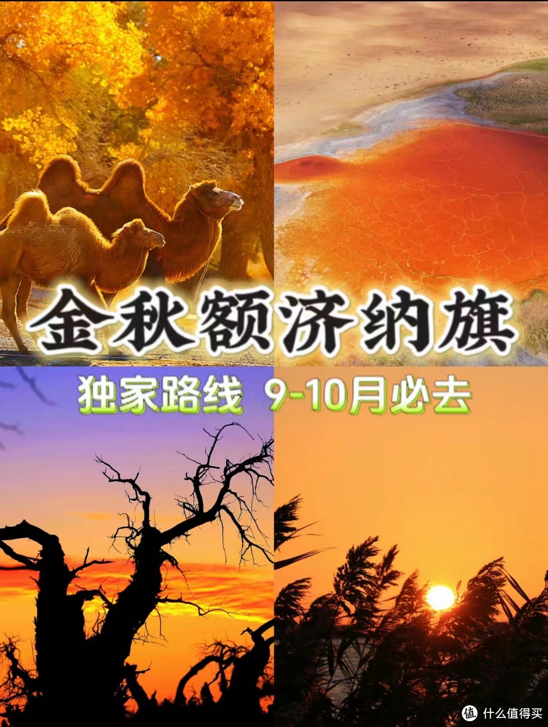 赏秋额济纳旗不止胡杨林❗全新玩法get✅