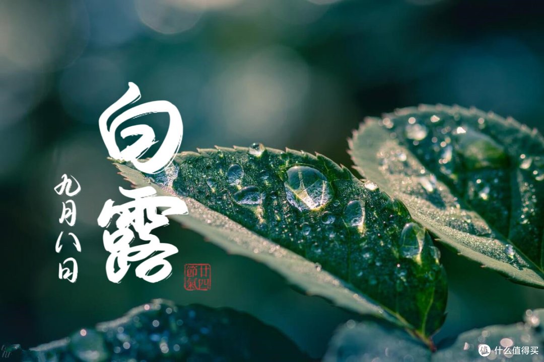明日白露，牢记：收清露，饮2样，吃3样，老一辈的传统别丢了