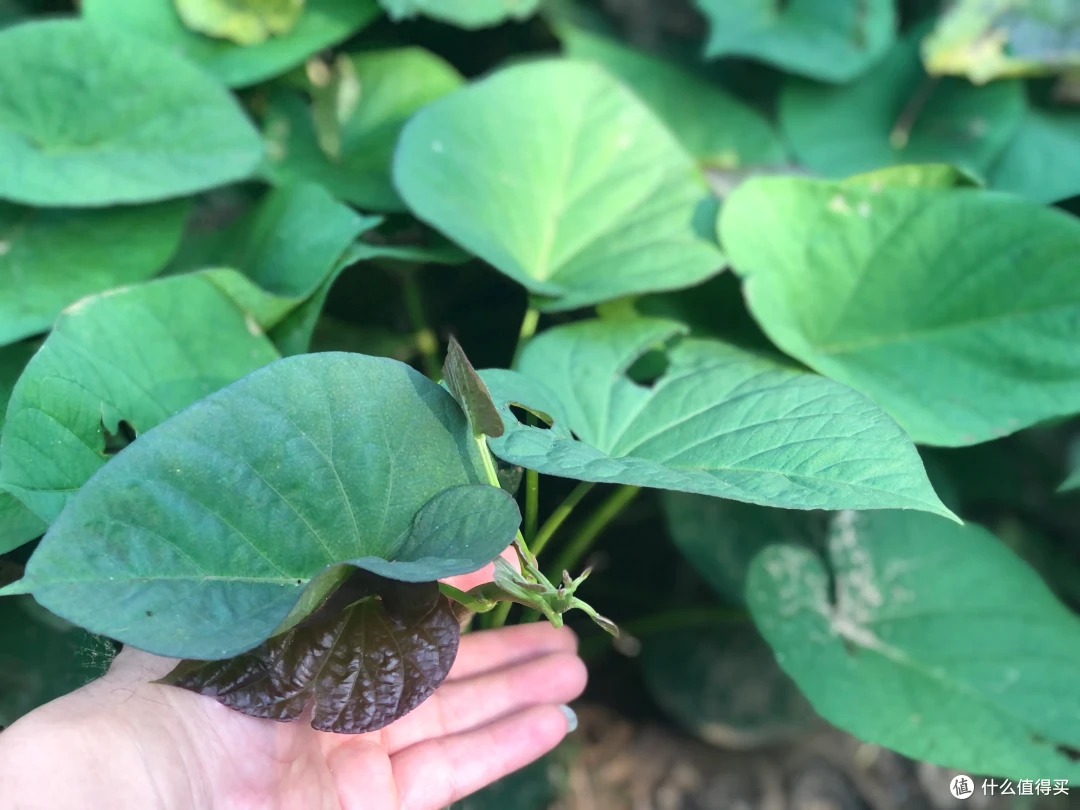 “蔬菜皇后”原来是它，一吃护眼，二吃通便，鲜嫩正当季，中秋节团圆饭少不了
