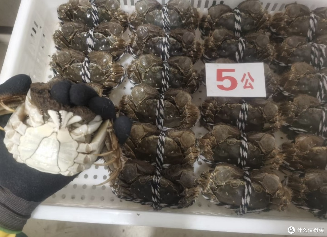 盘点大闸蟹你不知道的事－挑蟹小技巧！