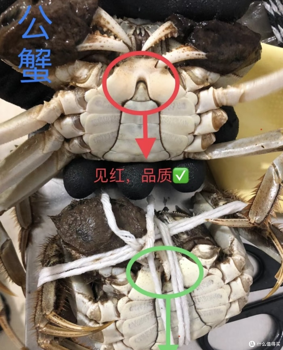 盘点大闸蟹你不知道的事－挑蟹小技巧！