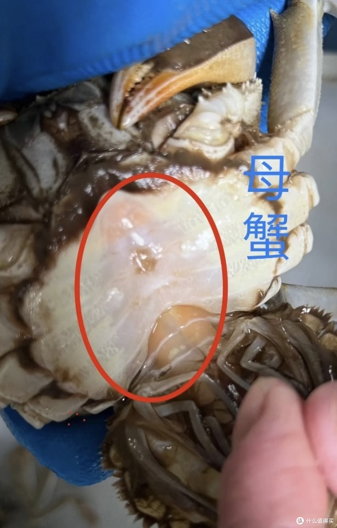盘点大闸蟹你不知道的事－挑蟹小技巧！