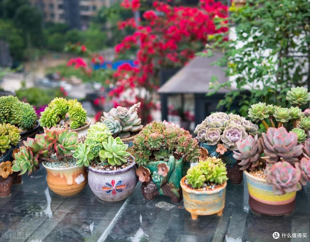 路边捡些“它”,就是不花钱的生根剂,放进花盆里,呼呼冒大白根