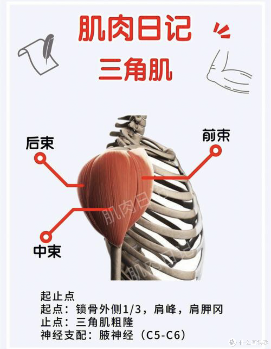 三角肌中束疼痛图片