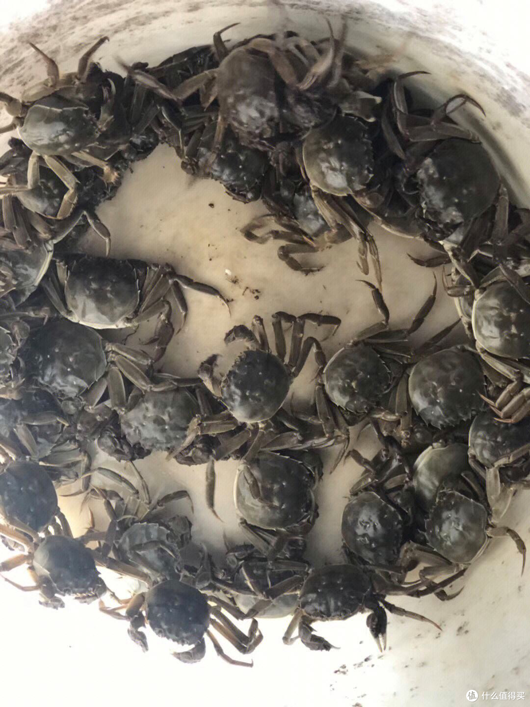 每天吃一只大闸蟹,健康快乐过秋天!