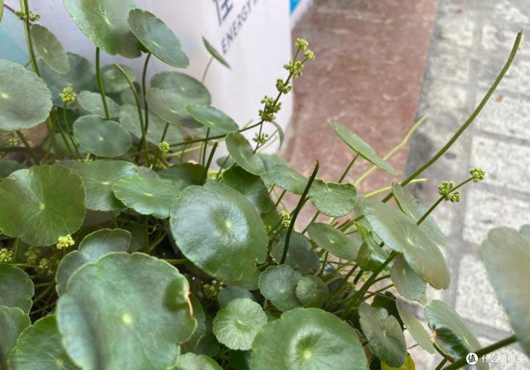 4种花轻易不开花,开花反而不是“好兆头”,见到就直接掐掉