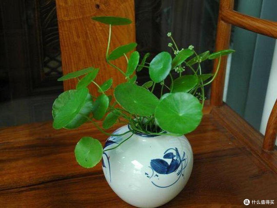 4种花轻易不开花,开花反而不是“好兆头”,见到就直接掐掉