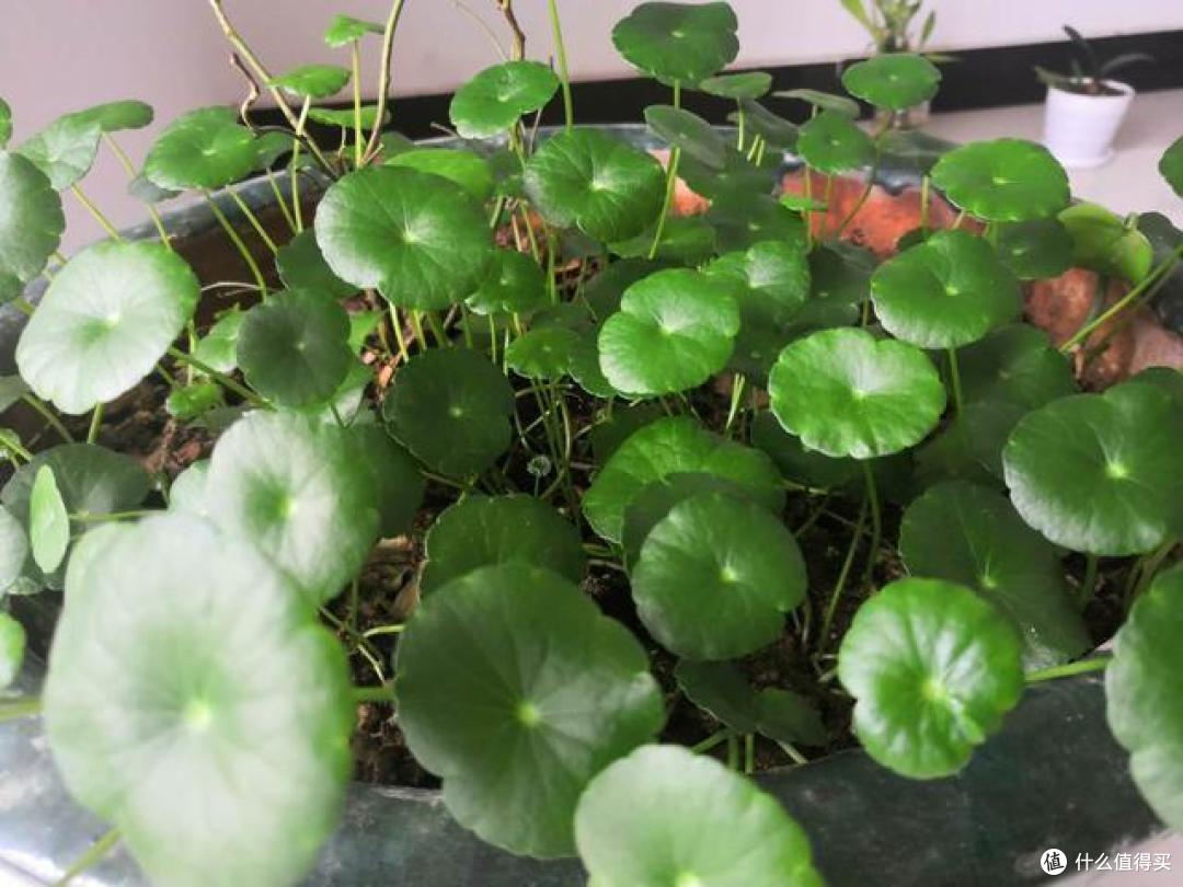 4种花轻易不开花,开花反而不是“好兆头”,见到就直接掐掉