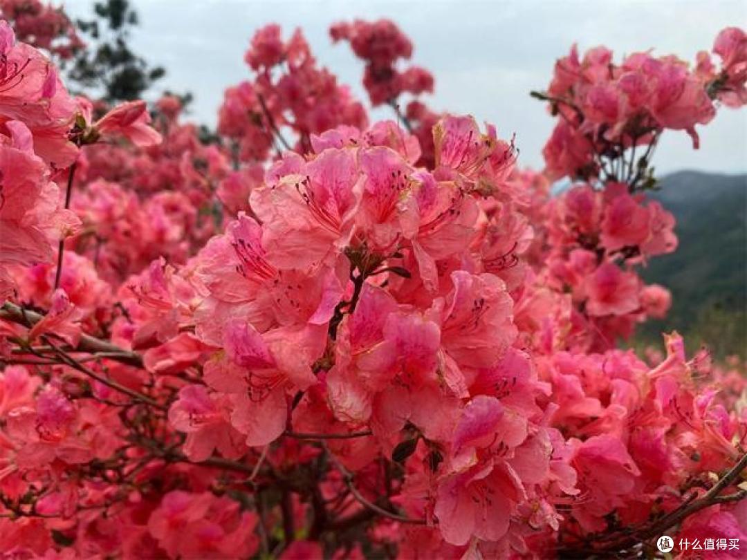 4种花轻易不开花,开花反而不是“好兆头”,见到就直接掐掉