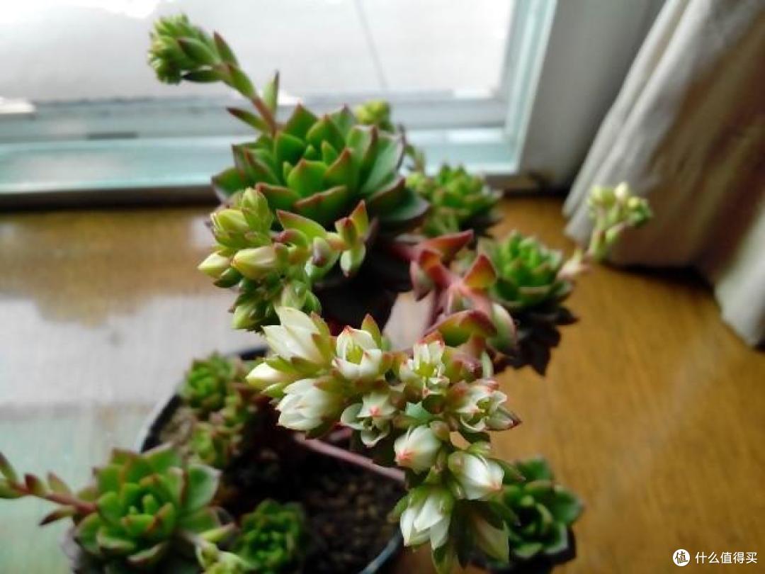 4种花轻易不开花,开花反而不是“好兆头”,见到就直接掐掉