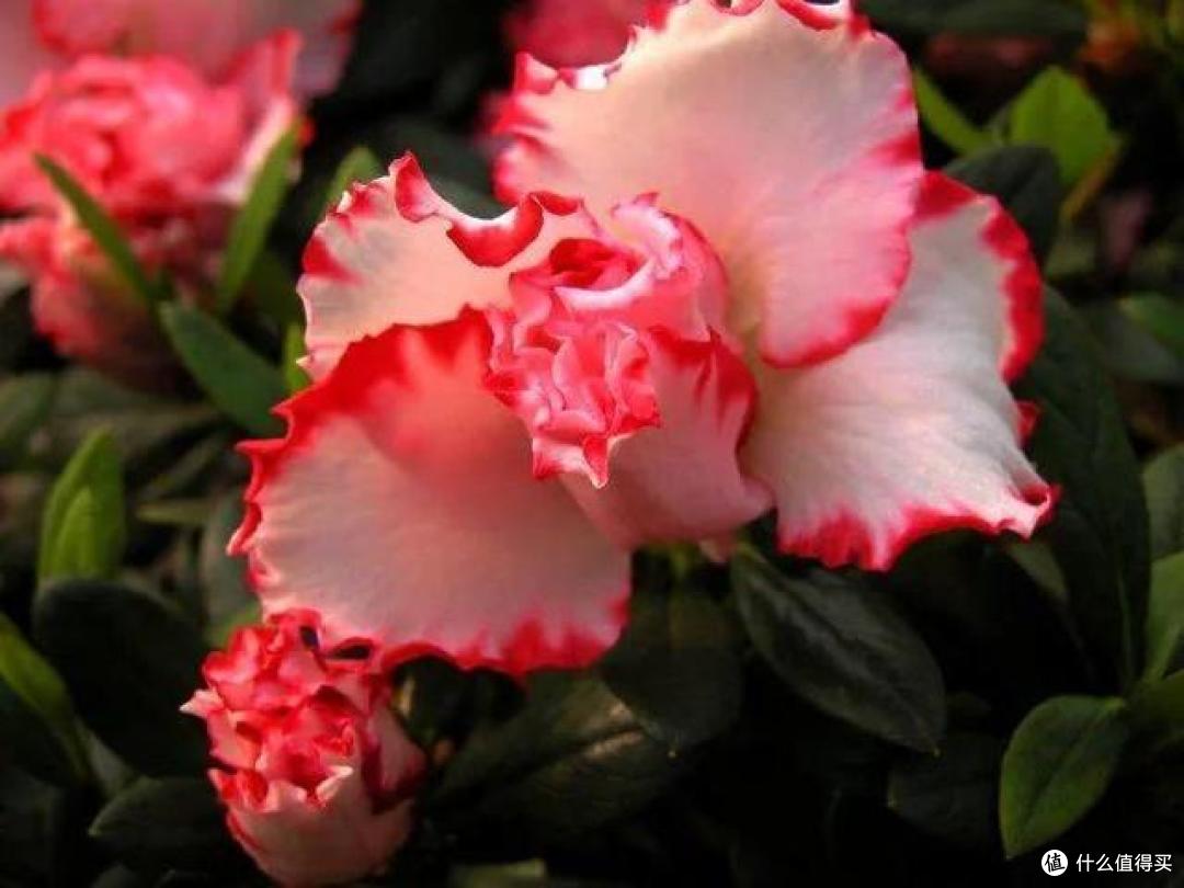 4种花轻易不开花,开花反而不是“好兆头”,见到就直接掐掉