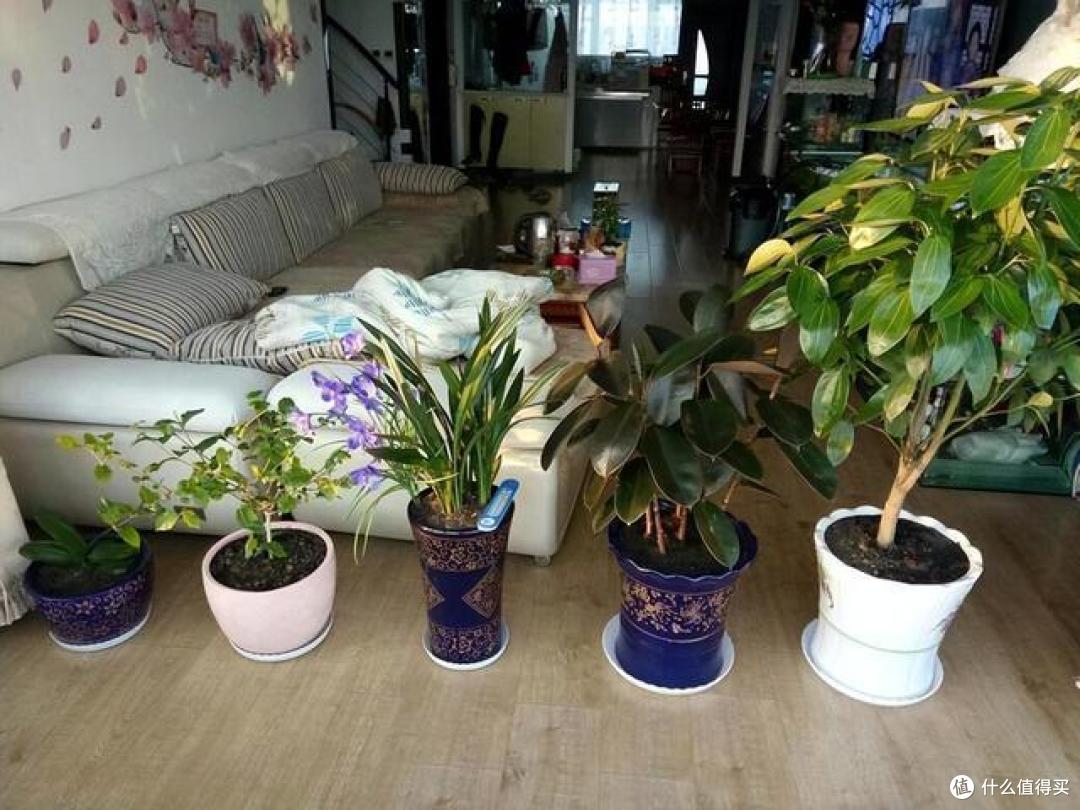 4种花轻易不开花,开花反而不是“好兆头”,见到就直接掐掉