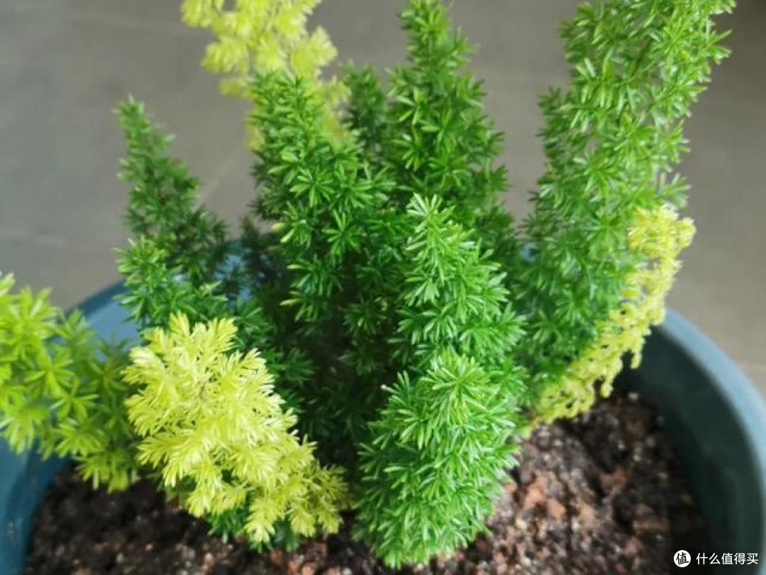 6种喜阴花，没阳光反而长得旺，摆在家里，高端大气上档次