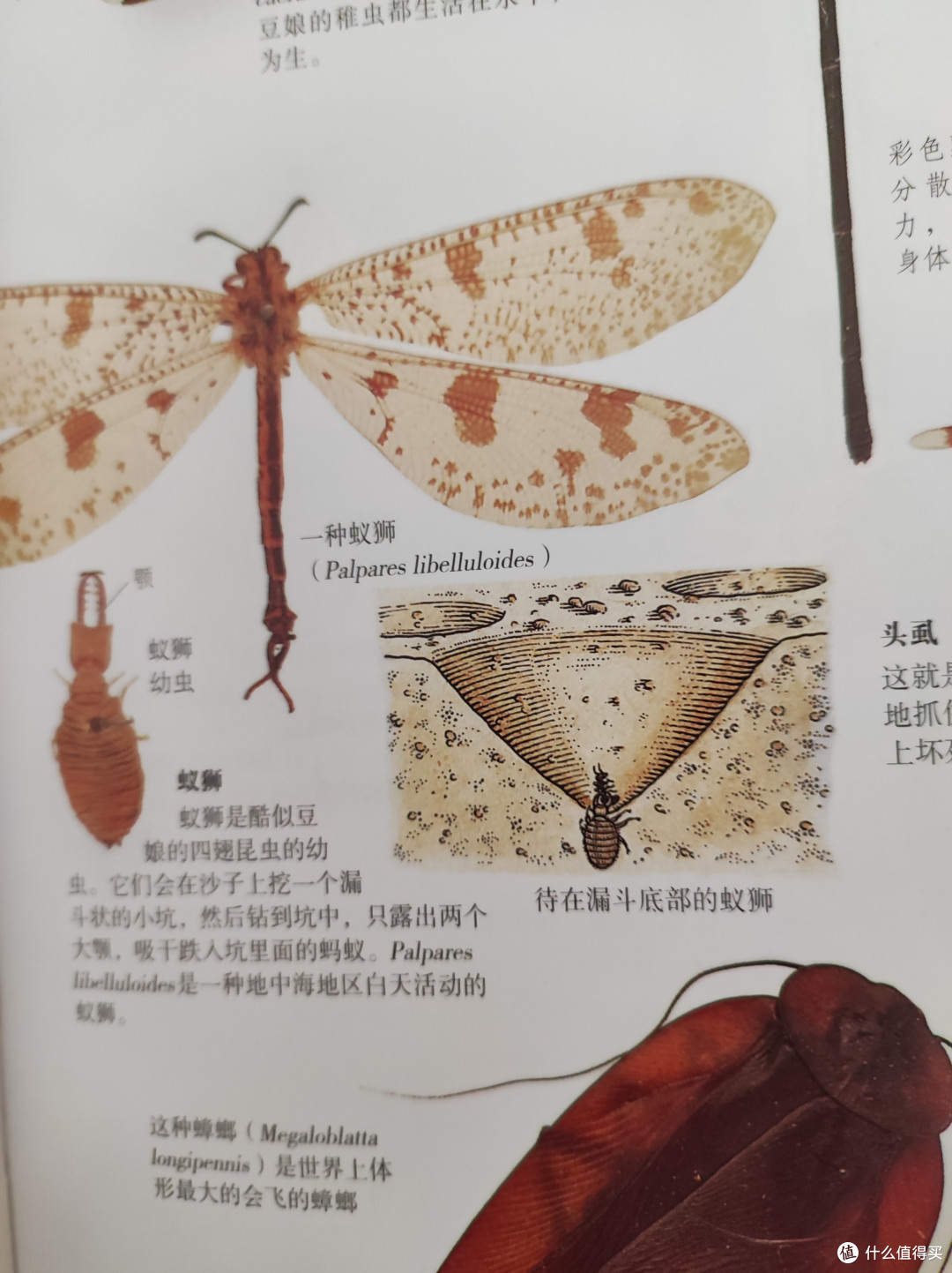 这种小昆虫叫蚁狮据说还是一味中药材