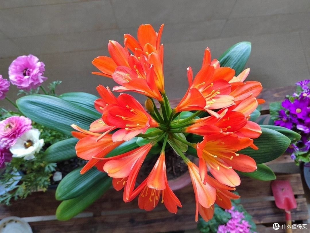 让君子兰开花,有“一点”特别关键,做好了每年开花,花大色艳