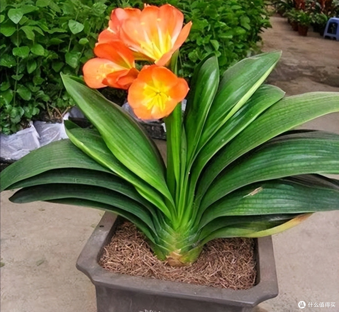 让君子兰开花,有“一点”特别关键,做好了每年开花,花大色艳