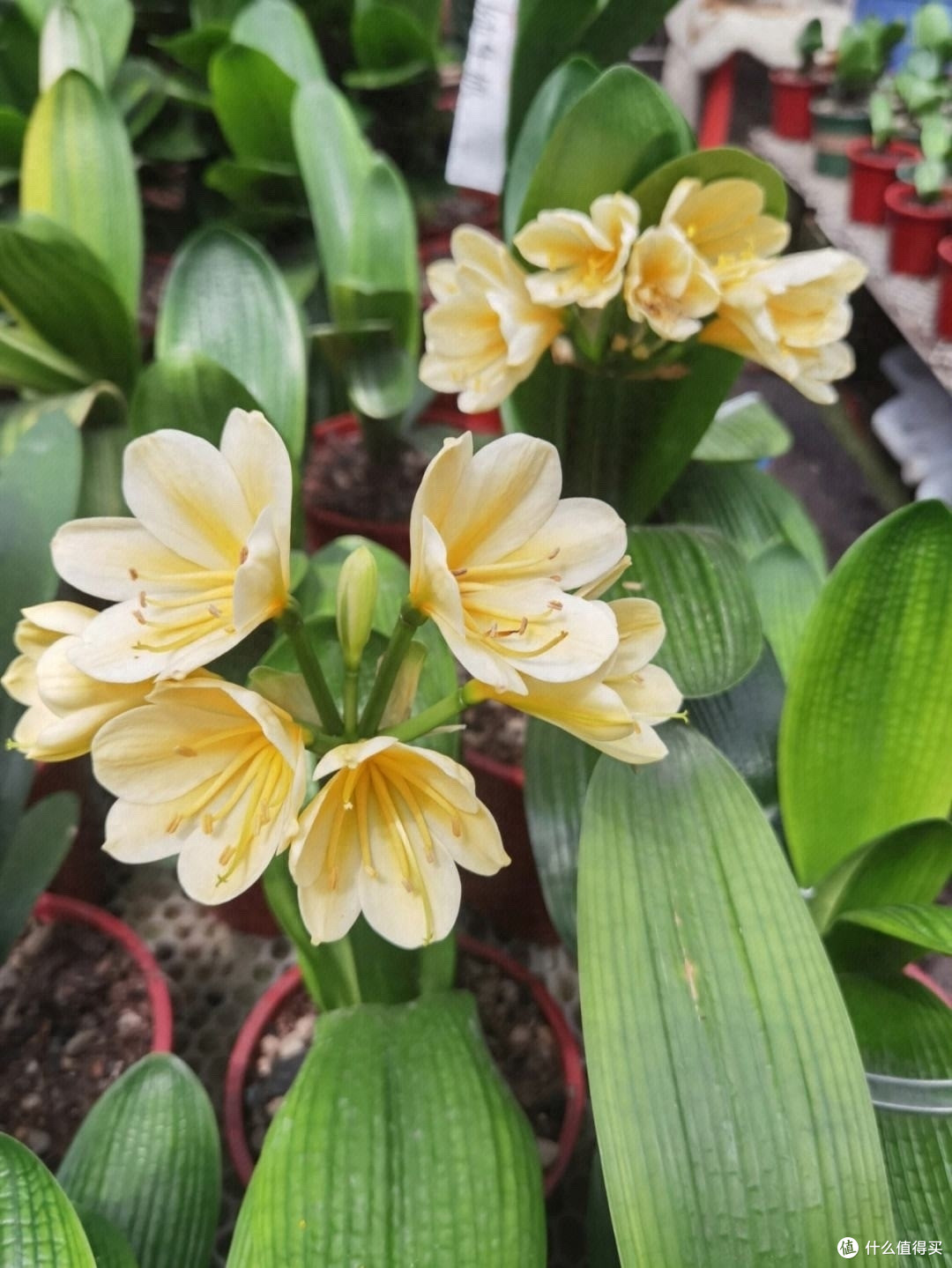 让君子兰开花,有“一点”特别关键,做好了每年开花,花大色艳