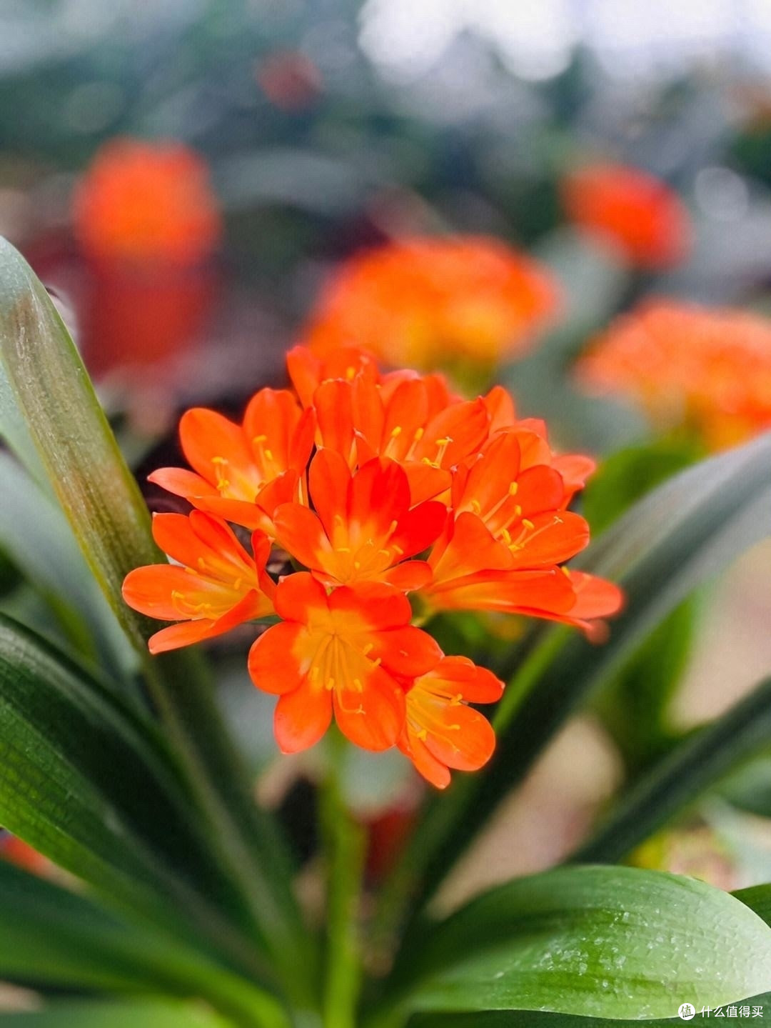 让君子兰开花,有“一点”特别关键,做好了每年开花,花大色艳