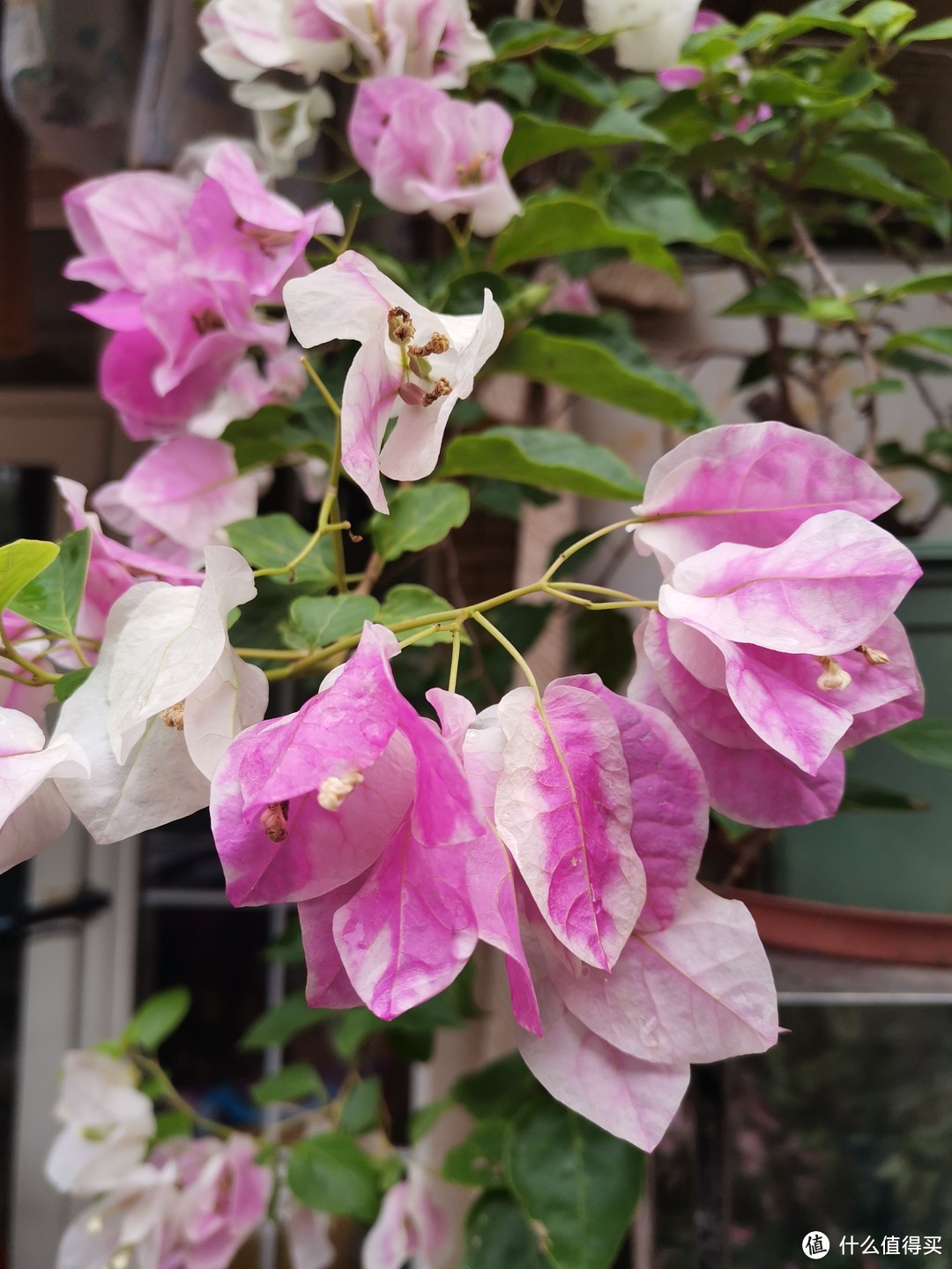 晒一下在夏日院子里面的皮实好花儿-3