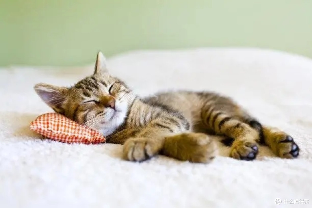 为什么老人养的猫更乖？