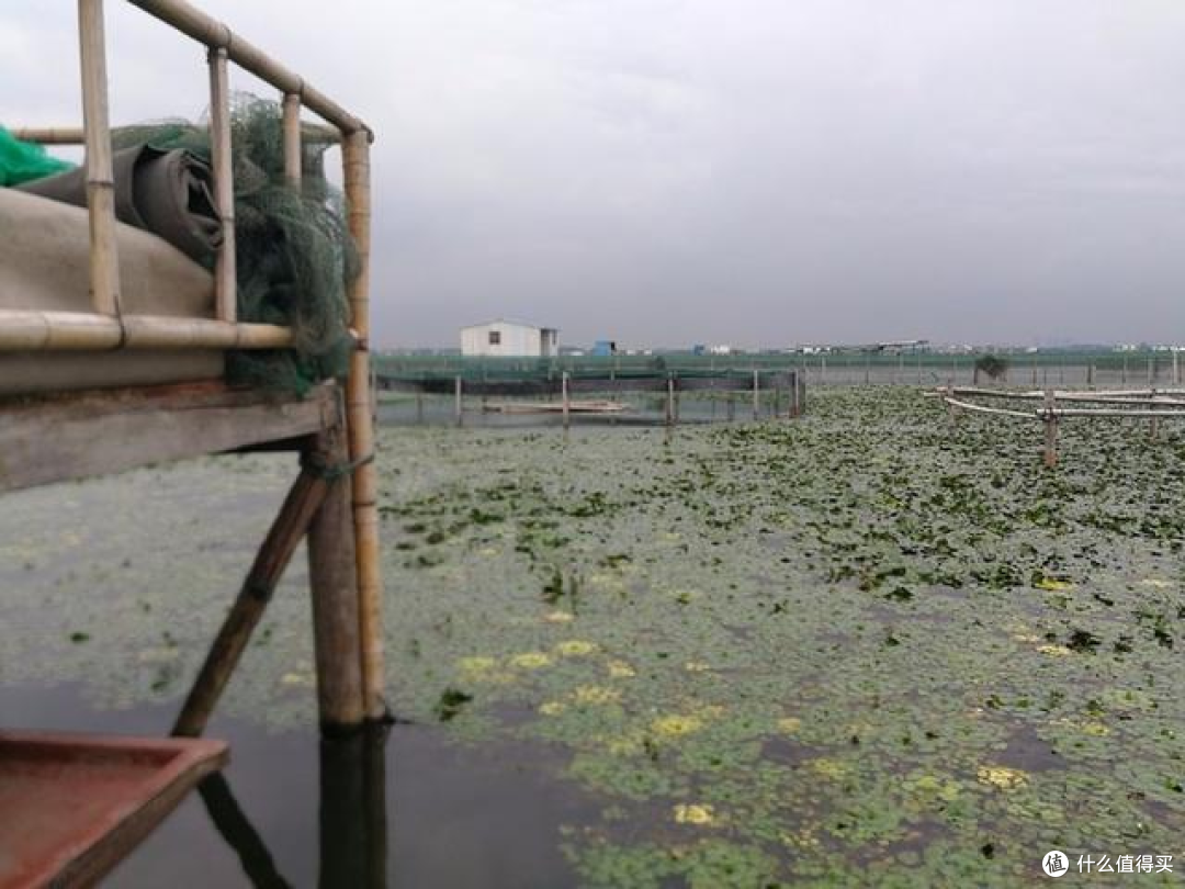 苏州阳澄湖农家乐哪家好,来阳澄湖一定要打卡的阳澄湖吃蟹农家乐